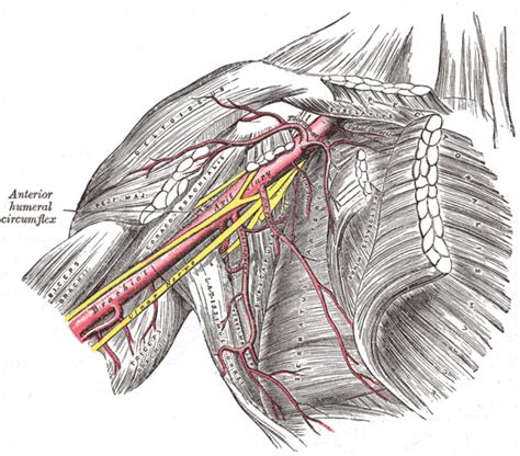 The Axillary Region Physiopedia