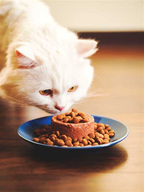 Canned Or Dry Food Whats Better For Cats Veterinary Practice News