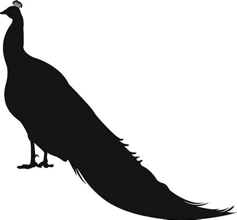 Peacock Silhouettes Illustrations Royalty Free Vector Graphics And Clip