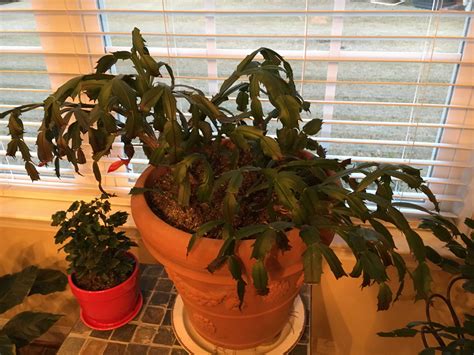 Christmas Cactus Droopy After Repotting Walter Reeves The Georgia