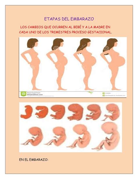 Calam O Cartilla De Los Cambios Que Ocurren Al Beb Y A La Madre En