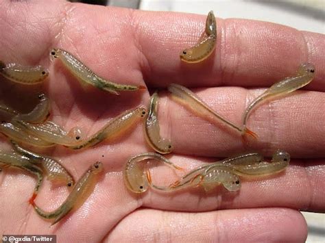 Hundreds Of Three Eyed Dinosaur Shrimp Emerge From Mud Pits At