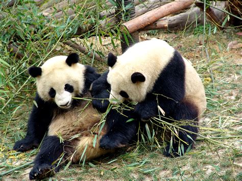 Giant Pandas 287 Tianjin24 Flickr