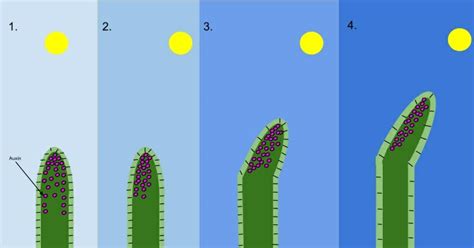 Auxin Plant Definition Function And Structure Biology Dictionary