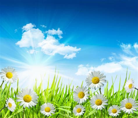 Camomile White Leaves Green Grass Flowers Water Drops Dew Sky Clouds Sun Spring Freshness Beauty
