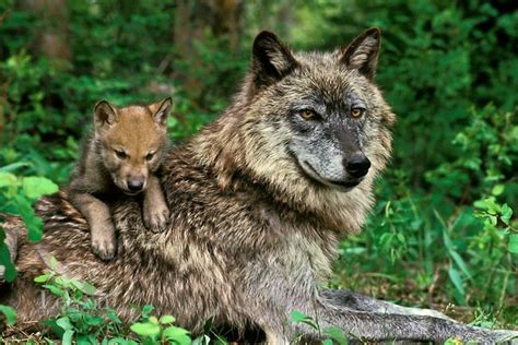 Wolf And Cub El Grande Pics