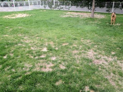 Lawns develop lumps, bumps, and depressions over time from settling, soil type, equipment, pests eventually, every lawn will need a little leveling to remove the irregularities. patchy grass | Grass seed, Patchy grass, Lawn