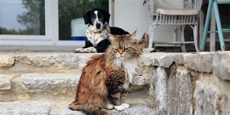 Ferro O Sideremia Bassa Nel Cane E Nel Gatto Cause E Cosa Fare Petsblog