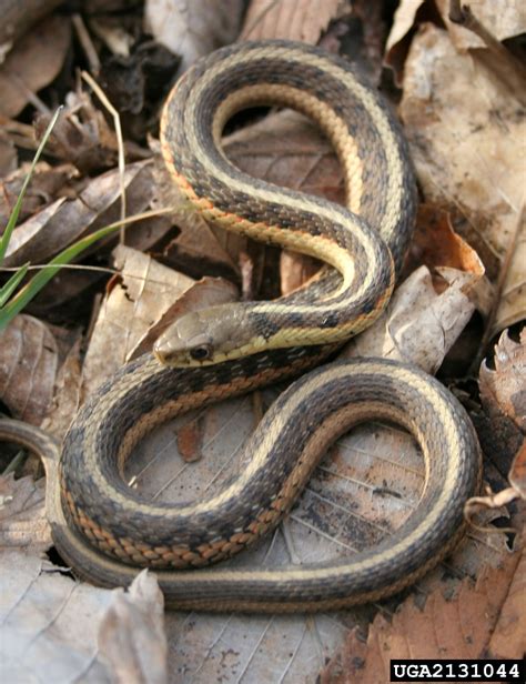 Eastern Garter Snake Thamnophis Sirtalis Squamata Colubridae 2131044