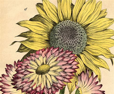 Use these fun, worksheets to practice ordering from shortest to tallest and tallest to shortest with your preschoolers and kindergartners! Lovely Vintage Sunflower Printable! - The Graphics Fairy