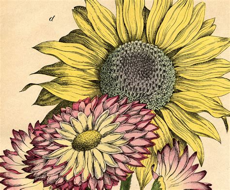 Vintage botanical prints free art printable art sunflower printable floral image graphics fairy vintage flowers vintage printables vintage images. Lovely Vintage Sunflower Printable! - The Graphics Fairy