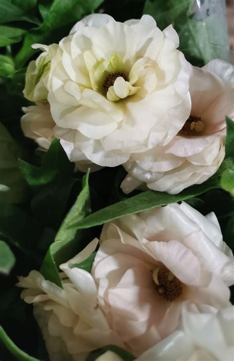 Ranunculus Butterfly Blushed Cream Ranunculus Flowers And Fillers