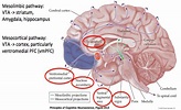 Ventral Tegmental Area