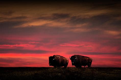 Two American Buffalo Bison At Sunset Photograph By Randall Nyhof Fine