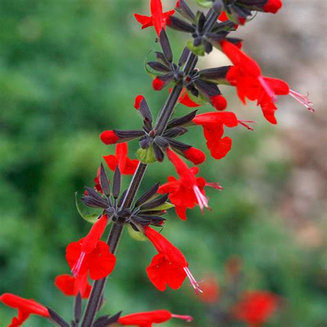 Cherry Red Sage Salvia Coccinea Birds Hummingbirds Plants