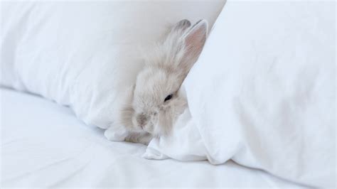 Can Bunnies Have Aspen Bedding Bedding Design Ideas