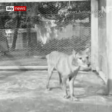 Rare Footage Of Now Extinct Tasmanian Tiger