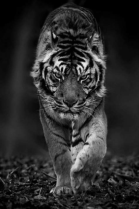 Tiger Pictures Animal Pictures Beautiful Cats Animals Beautiful