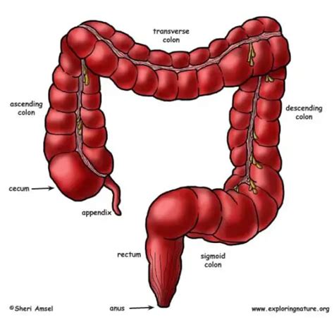 10 Interesting The Large Intestine Facts My Interesting Facts