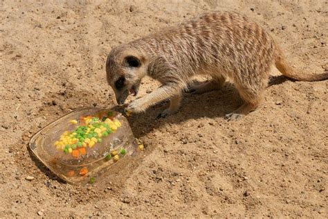 Watch Meerkats Beat The Heat At Fauna Park Shepparton News