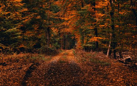 Download Wallpaper 3840x2400 Forest Path Autumn Foliage Fallen