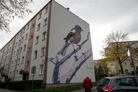 Ptasie murale, autor: Wojciech Rokosz - Ptasie murale na krakowskich ...