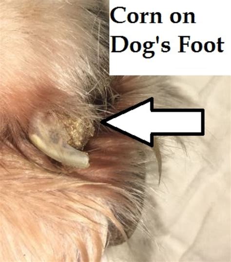 Corn On Greyhound Dogs Feet Dog Discoveries