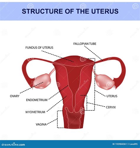 Anatomy Of The Uterus With Symbols Genitals Medical Illustration Stock Vector Illustration