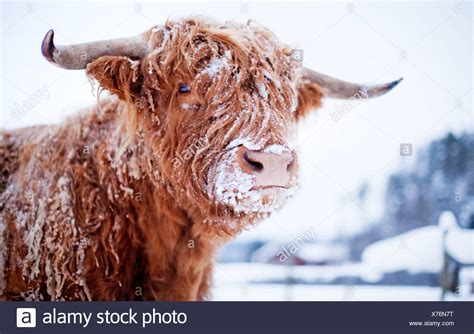 Highland Cow Snow High Resolution Stock Photography And Images Alamy