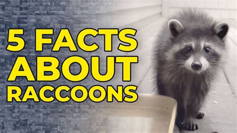 5 Facts About Raccoons Youtube
