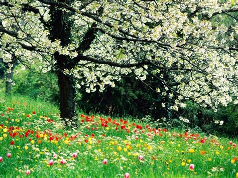 Paisajes De Primavera Para Fondo De Pantalla