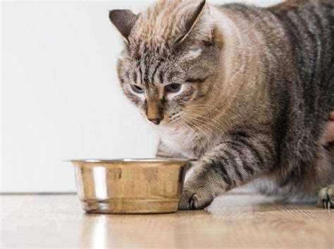 Loss Of Appetite In Cats Possible Causes Comments 2024