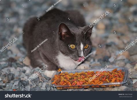A Feral Cat Enjoying The Food From At A Feeding Station Stock Photo