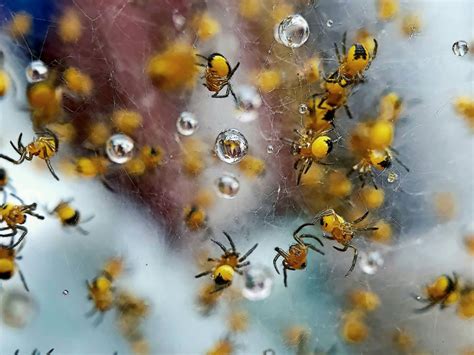 A Cluster Of Tiny Yellow Spiders Smithsonian Photo Contest