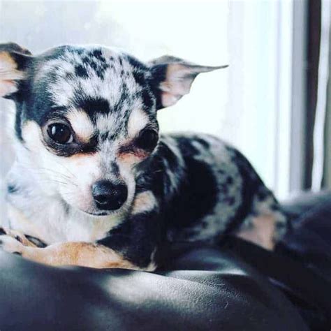 7 Facts You Never Knew About Merle Chihuahuas I Love My Chi Chihuahua