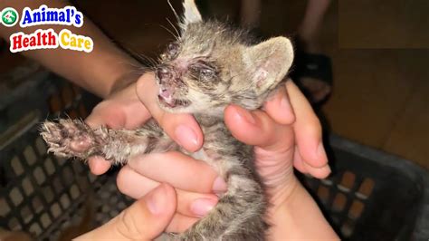 Kittens In Crisis 5 Dying Kitten Rescued From Street In Bad Condition