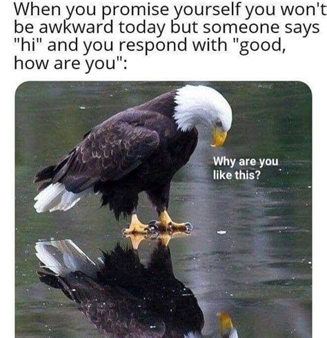 The Best Eagle Memes Memedroid
