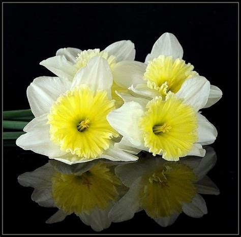 Types Of Easter Flowers With Pictures Ehow