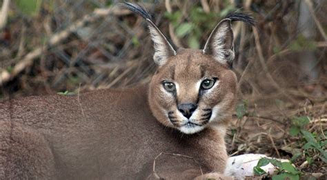 Caracal Carolina Tiger Rescue