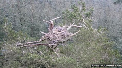 First Ospreys Egg Of Season Laid Bbc News