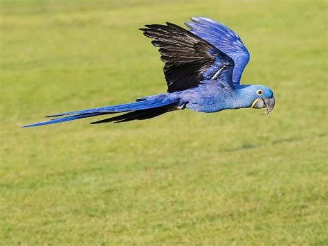 How Big Are Hyacinth Macaws Wingspan Size Unianimal