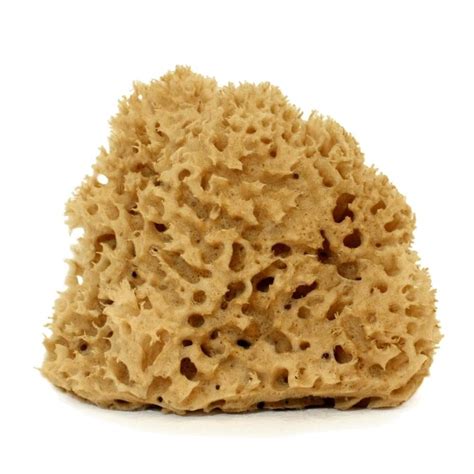 Cose Della Natura Natural Body Brown Honeycomb Sea Sponge L