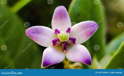 Giant Calotrope Plant Calotropis Gigantea The Crown Flower In India