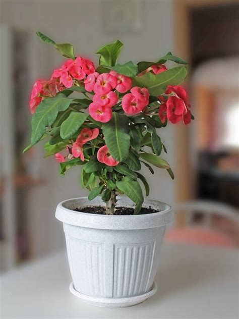20 Flowering Houseplants That Will Add Beauty To Your Home Bob Vila