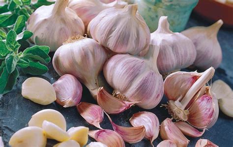 How Profitable Is Garlic Farming In Kenya Agcenture
