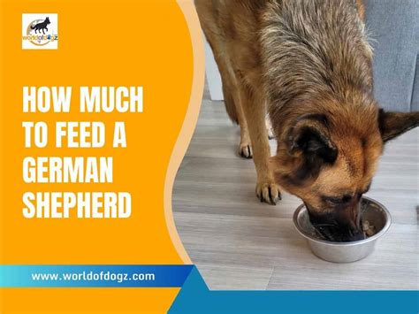 How Much To Feed A German Shepherd Dog Feeding Chart World Of Dogz