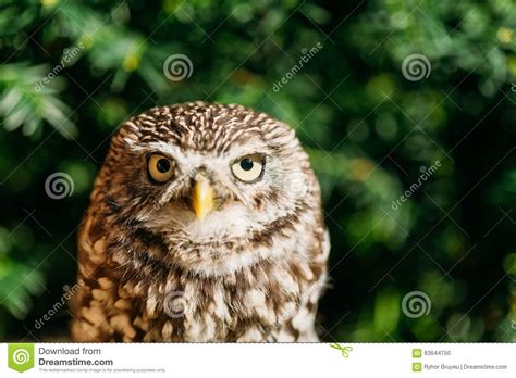 The Small Owl Wild Bird Stock Photo Image Of Animal