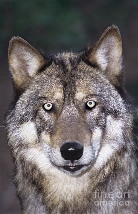 Gray Wolf Portrait Endangered Species Wildlife Rescue Photograph By