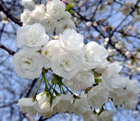 Photo Of White Cherry Blossom Tree Flowers Starting To Bloom In Central