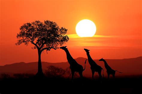 Giraffes At Sunset In Africa 2 By Bouzid27 On Deviantart